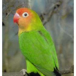 Неразлучник Лилианы (Agapornis lilianae)