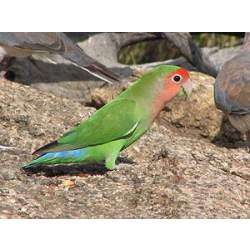 Розовощёкий неразлучник (Agapornis roseicollis)