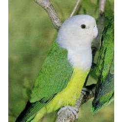 Сероголовый неразлучник (Agapornis canus)