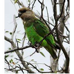 Буроголовый длиннокрылый попугай (Poicephalus cryptoxanthus)