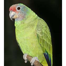 Краснохвостый амазон (Amazona brasiliensis)