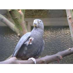 Малый попугай-ваза (Coracopsis nigra)