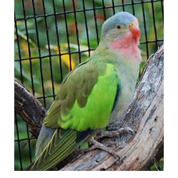 Роскошный попугай Александры (Polytelis alexandrae)