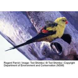 Роскошный горный попугай (Polytelis anthopeplus)