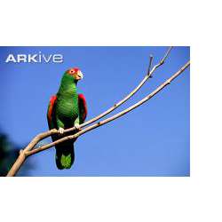 Роскошный амазон (Amazona pretrei)