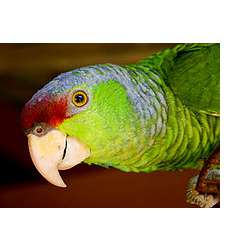 Синешапочный амазон (Amazona finschi)