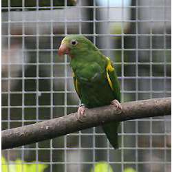 Солдатский амазон (Amazona mercenaria)