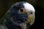 Белоголовый красногузый попугай (Pionus senilis)