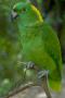 Желтошейный амазон (Amazona auropalliata)