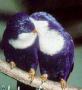 Синий лори-отшельник (Vini peruviana)