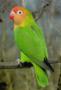 Неразлучник Лилианы (Agapornis lilianae)