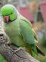 Индийский кольчатый попугай (Psittacula krameri)