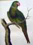 Маврикийский кольчатый попугай (Psittacula echo)