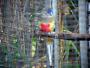 Кровавобрюхий плоскохвостый попугай (Psephotus haematogaster haematogaster)