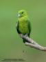 Зелёный ракетохвостый попугай (Prioniturus luconensis)