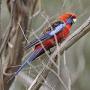 Красная розелла (Platycercus elegans flaveolus)