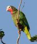 Кубинский амазон (Amazona leucocephala)