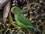 Краснокрылый тонкоклювый попугай (Brotogeris chrysoptera)