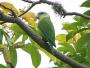 Серощёкий тонкоклювый попугай (Brotogeris pyrrhopterus)