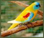 Красногрудый травяной попугайчик (Neophema splendida)