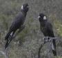 Белохвостый траурный какаду (Calyptorhynchus latirostris)