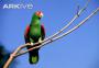 Роскошный амазон (Amazona pretrei)