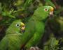 Суринамский амазон (Amazona ochrocephala)