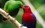 Благородный зелёно-красный попугай (Eclectus roratus, Lorius roratus)