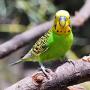 Волнистый попугайчик (Melopsittacus undulatus)