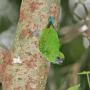 Дятловый попугайчик Склэтера (Micropsitta pusio)