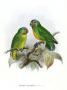 Дятловый попугайчик Шлегеля (Micropsitta geelvinkiana)