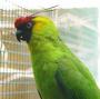 Рогатый попугай (Eunymphicus cornutus)
