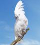 Большой белохохлый какаду (Cacatua alba)