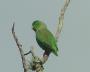 Зеленохвостый воробьиный попугайчик (Forpus passerinus)