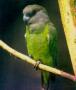 Ниамниамский длиннокрылый попугай (Poicephalus crassus)