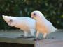 Гологлазый какаду (Cacatua sanguinea, Kakatoe sanguinea)