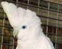 Соломонский какаду (Cacatua ducorpsii, Plyctolophus ducrops)