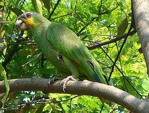 Венесуэльский амазон (Amazona amazonica) 