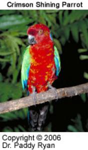 Малиновый блестящий попугай (Prosopeia splendens) - 