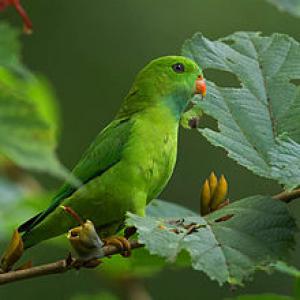 Весенний висячий попугайчик (Loriculus vernalis) 