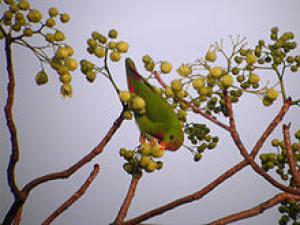 Филиппинский висячий попугайчик (Loriculus philippensis) 