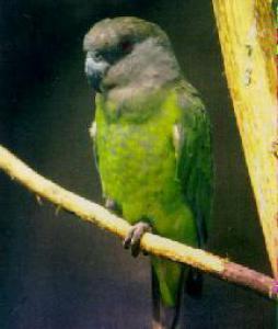 Ниамниамский длиннокрылый попугай (Poicephalus crassus) 