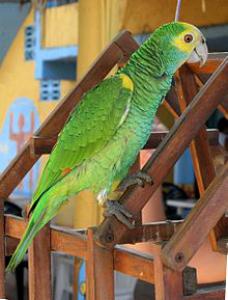 Желтоплечий амазон (Amazona barbadensis) - 