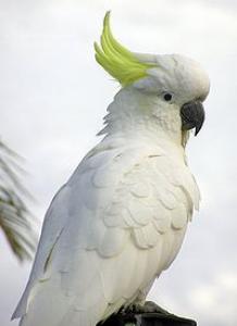 Большой желтохохлый какаду (Cacatua galerita) 