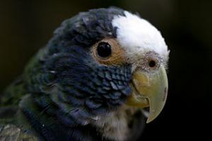 Белоголовый красногузый попугай (Pionus senilis) 