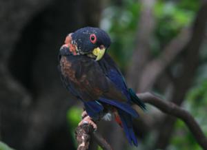 Красноклювый красногузый попугай (Pionus sordidus) 