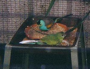 Goldflake Plane -High Parrot (Psephotus Chrysoptyrygius) -