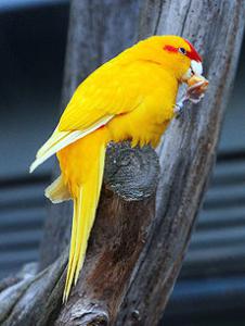 Краснолобый прыгающий попугай (Cyanoramphus novaezelandiae) 