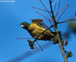 Желтошейный ракетохвостый попугай (Prioniturus platurus) 