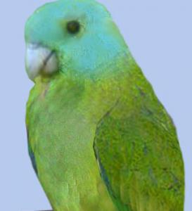 Синеголовый ракетохвостый попугай (Prioniturus platenae) 